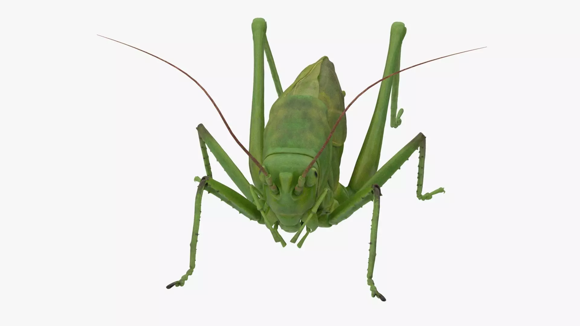 Lifelike Katydid Low-poly 3D model_0