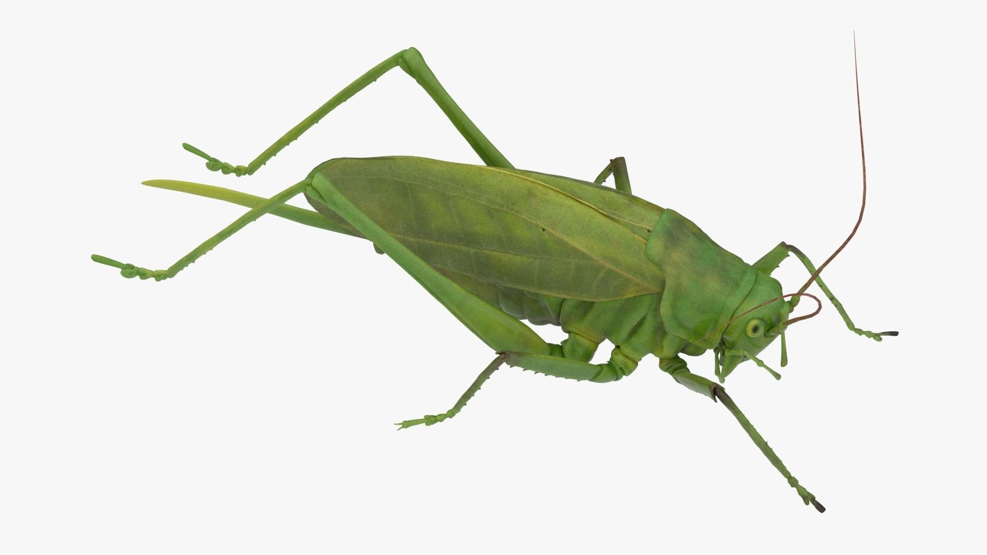Lifelike Katydid Low-poly 3D model_5