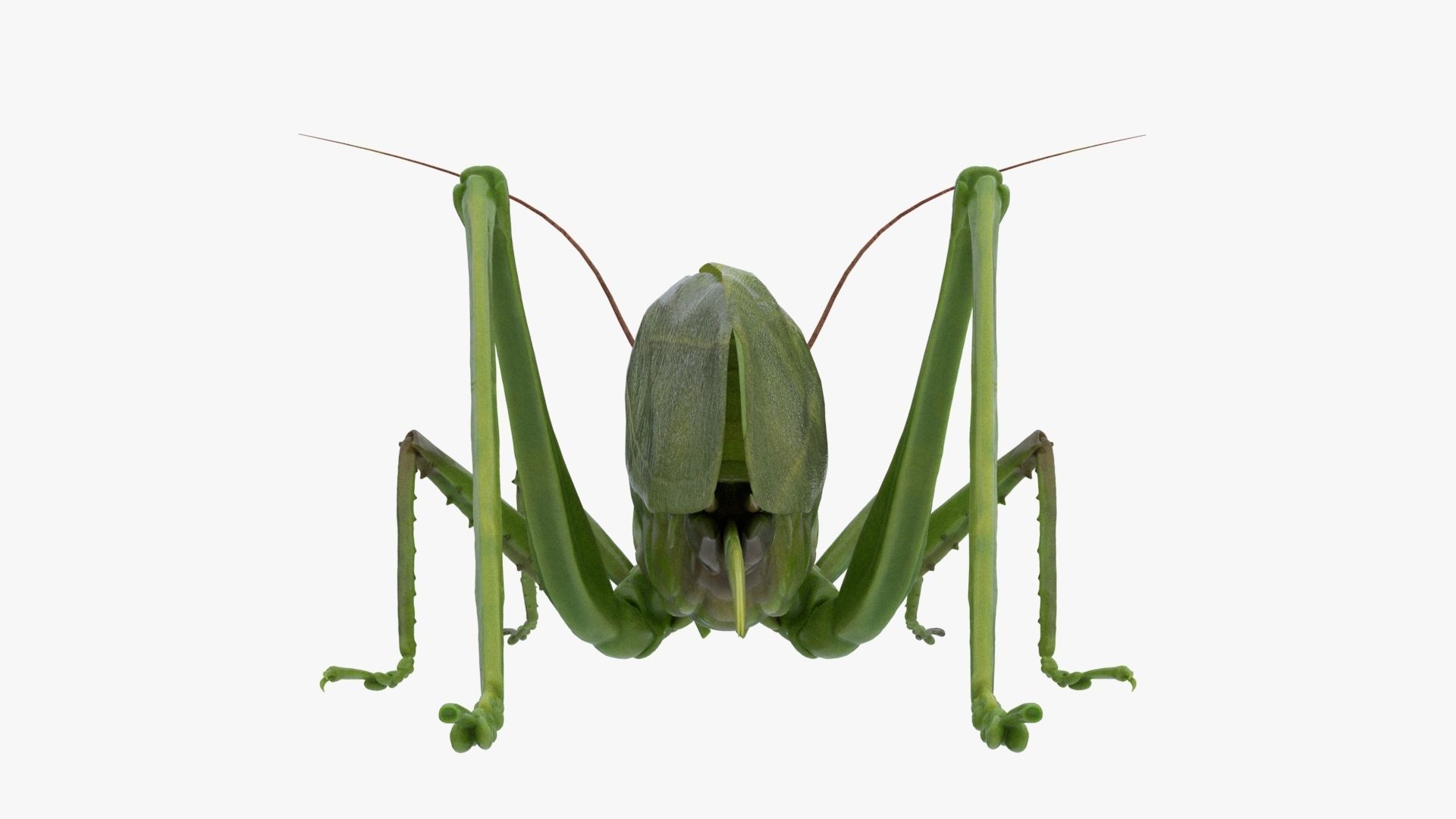 Lifelike Katydid Low-poly 3D model_3
