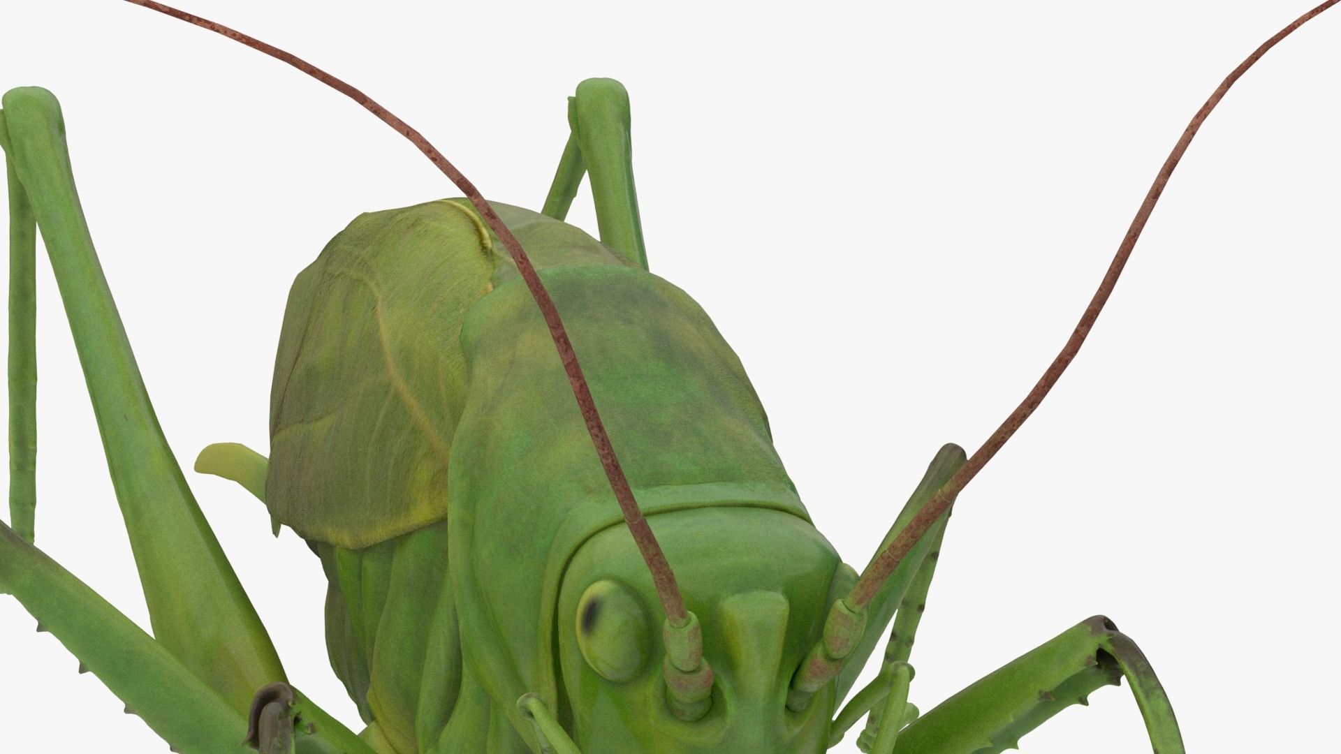 Lifelike Katydid Low-poly 3D model_7