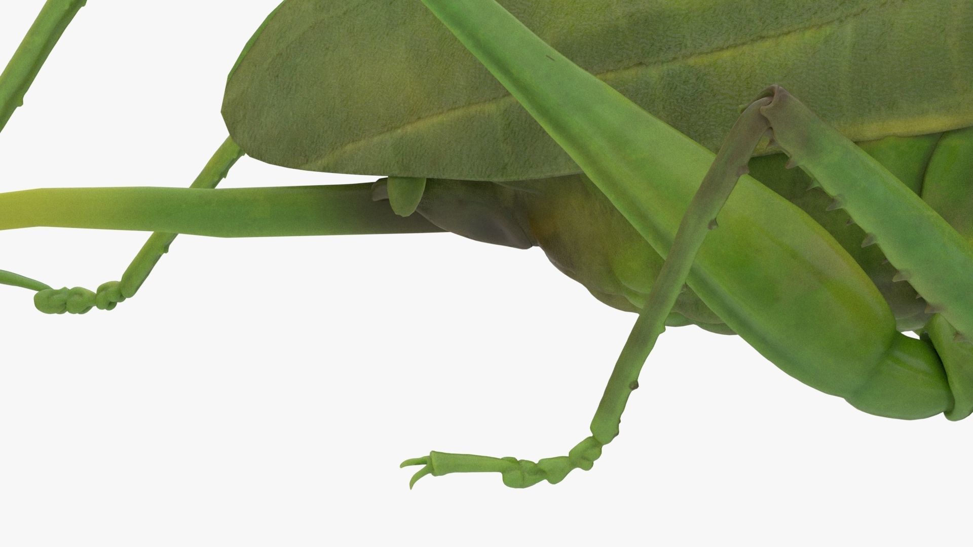 Lifelike Katydid Low-poly 3D model_9