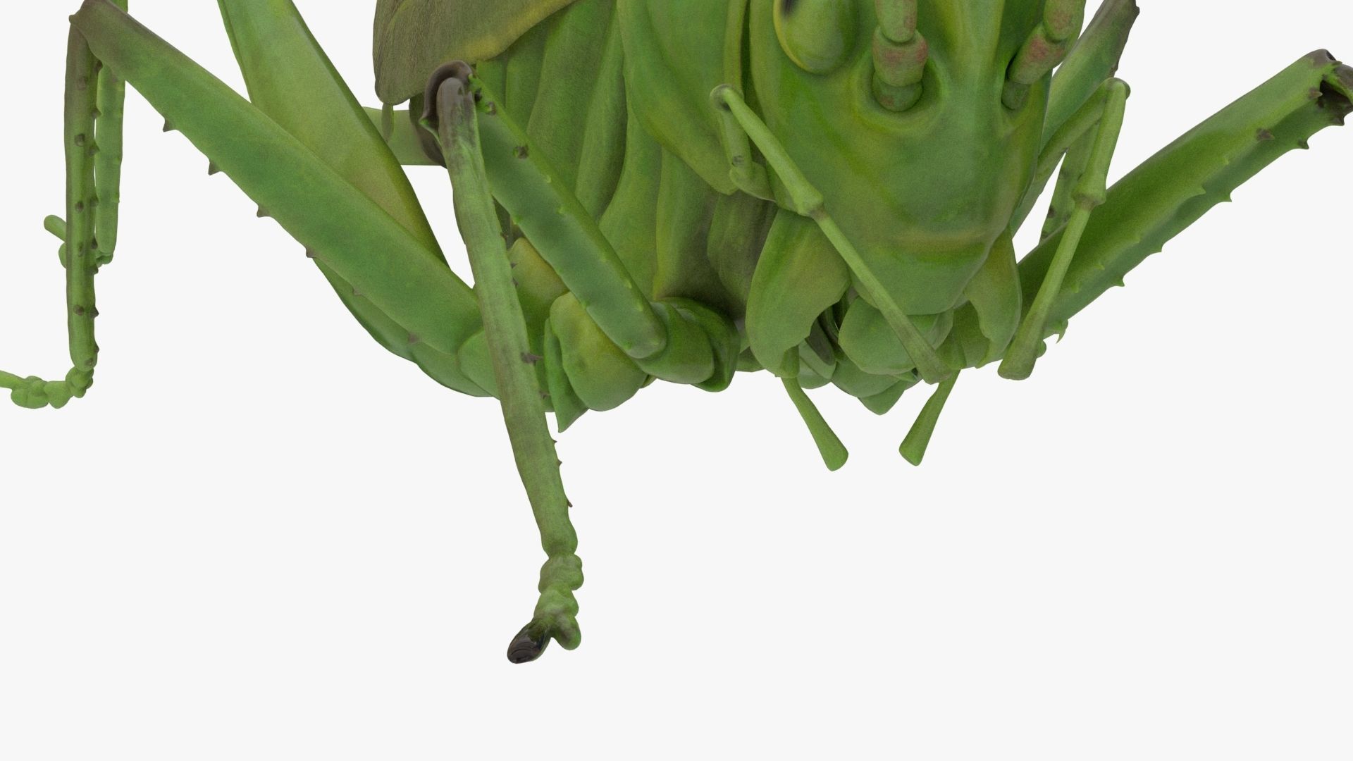 Lifelike Katydid Low-poly 3D model_8