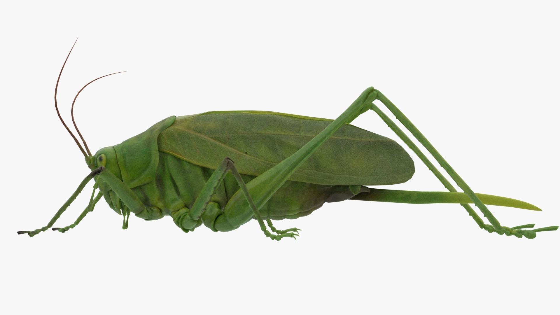 Lifelike Katydid Low-poly 3D model_4