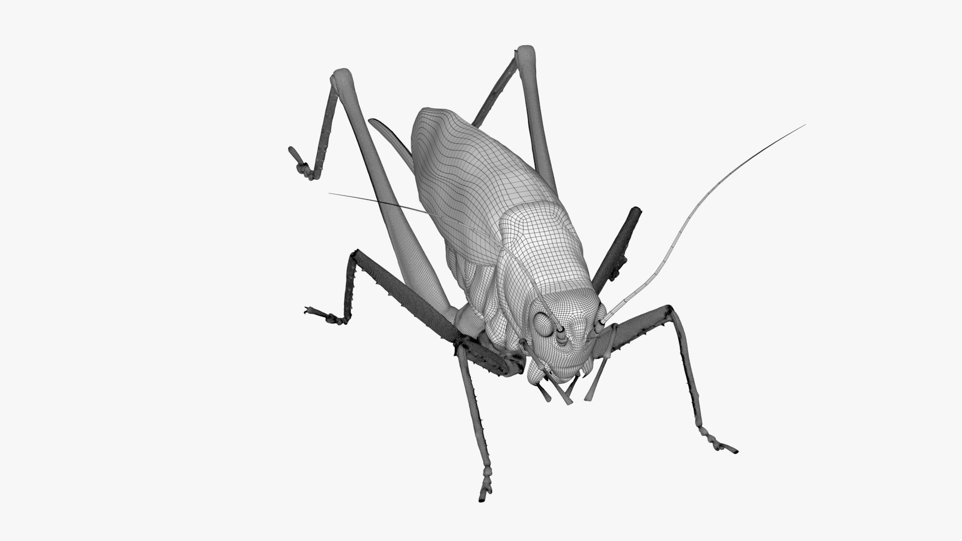 Lifelike Katydid Low-poly 3D model_13