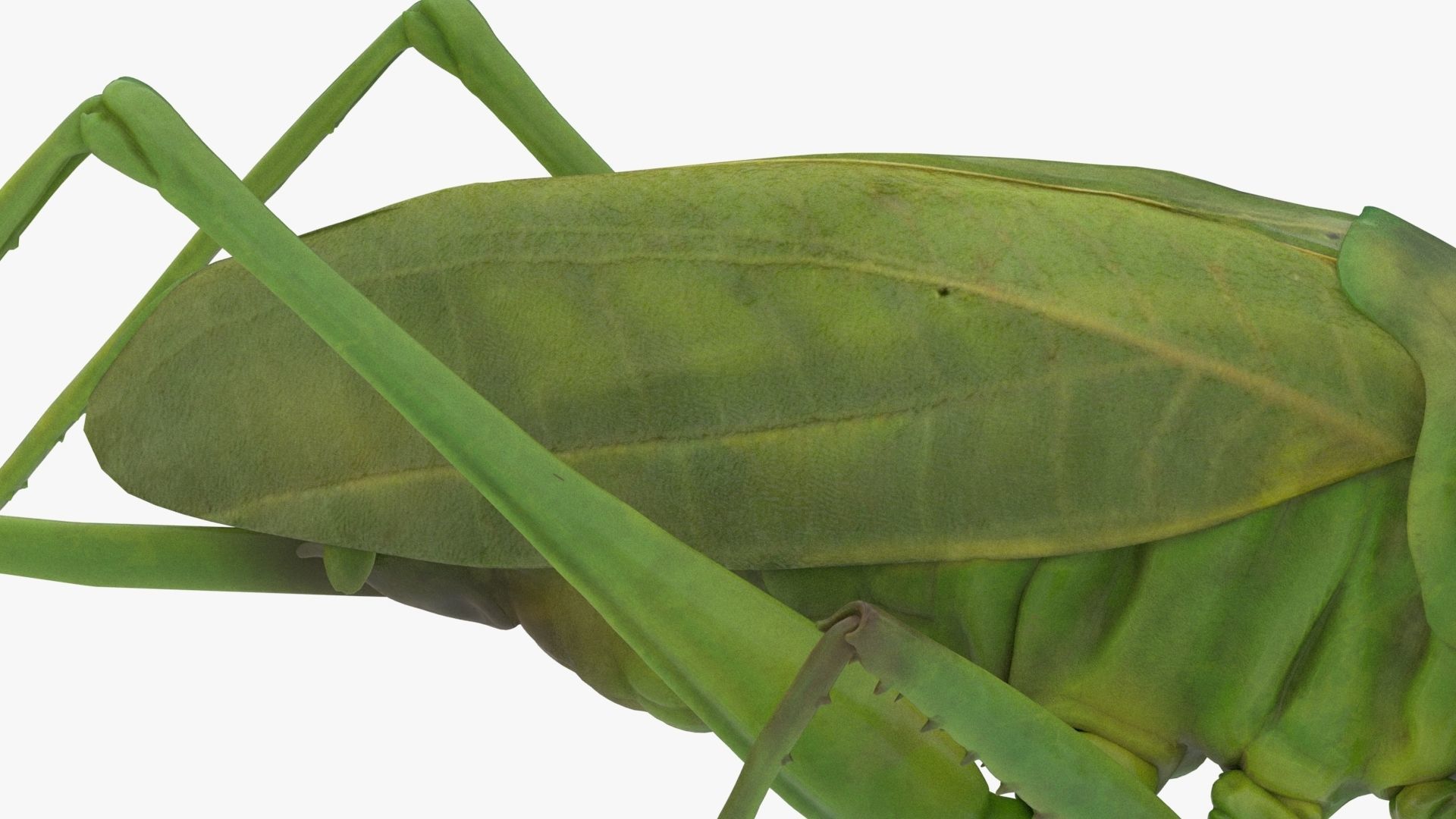 Lifelike Katydid Low-poly 3D model_10