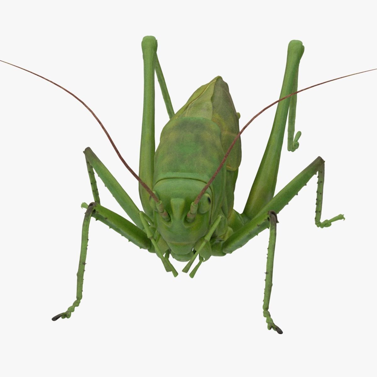 Lifelike Katydid Low-poly 3D model_11