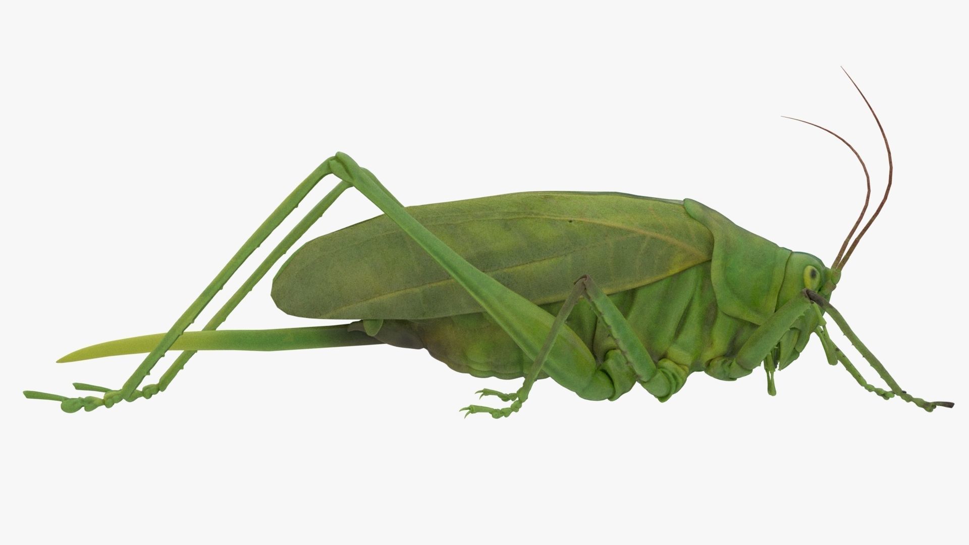Lifelike Katydid Low-poly 3D model_2