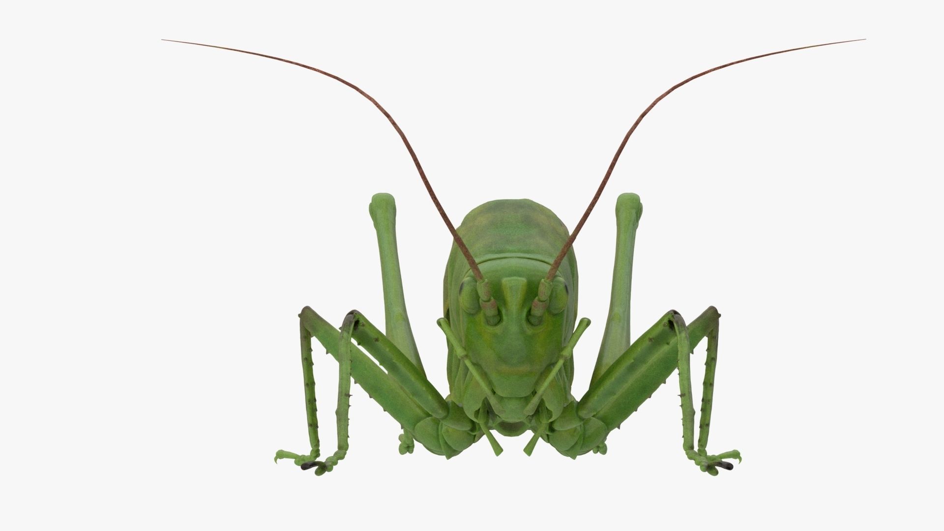 Lifelike Katydid Low-poly 3D model_1