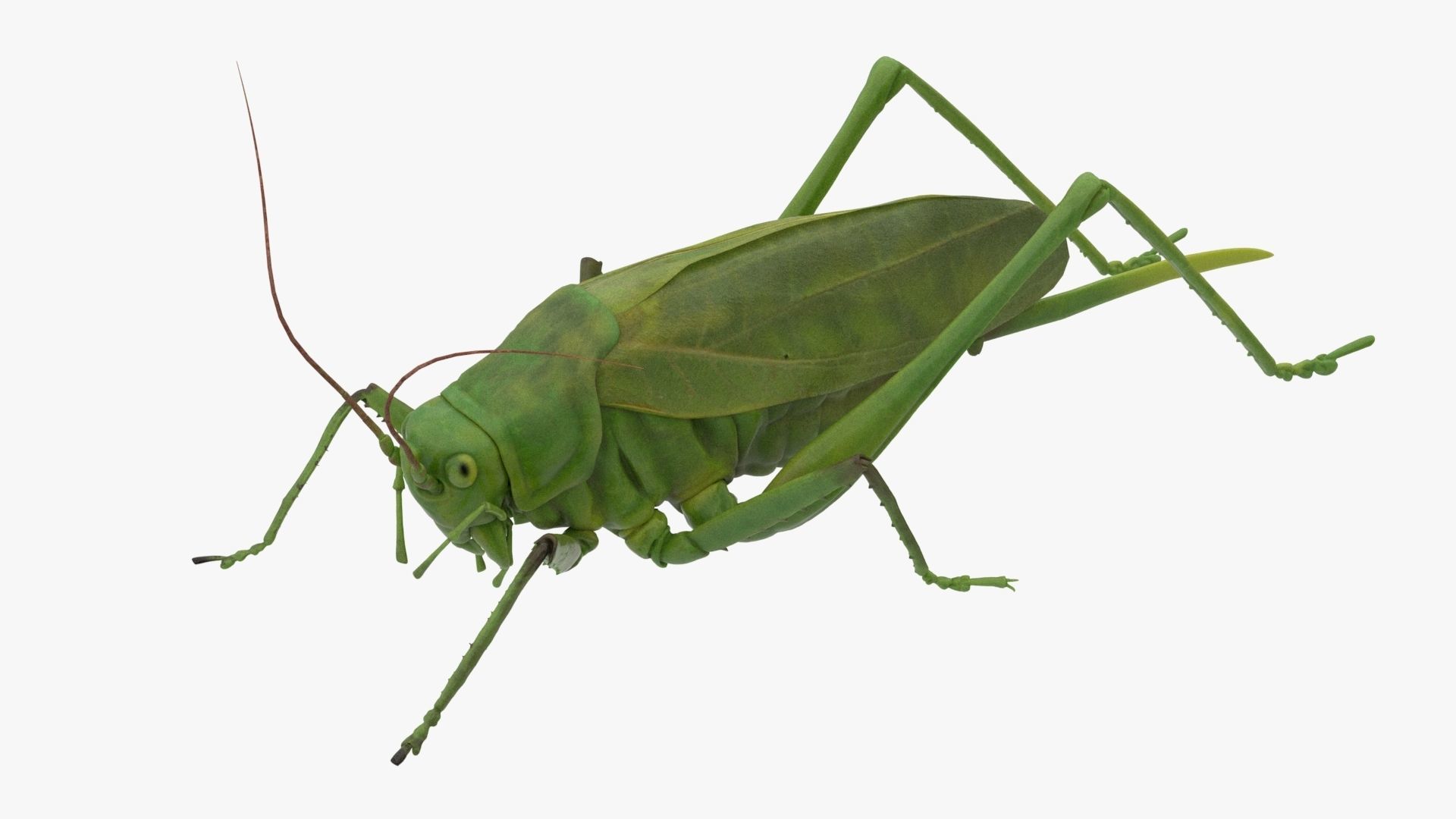 Lifelike Katydid Low-poly 3D model_6