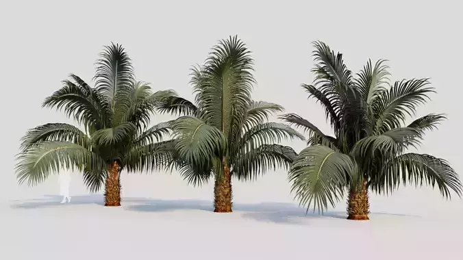 Beccariophoenix alfredii a