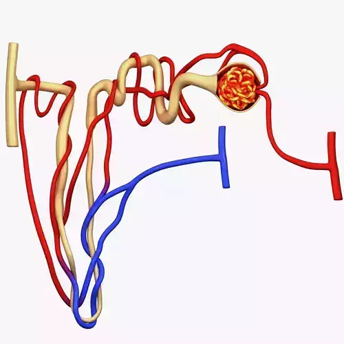 Nephron Glomerulus