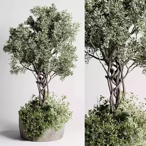 Garden plants - indoor plant set 468