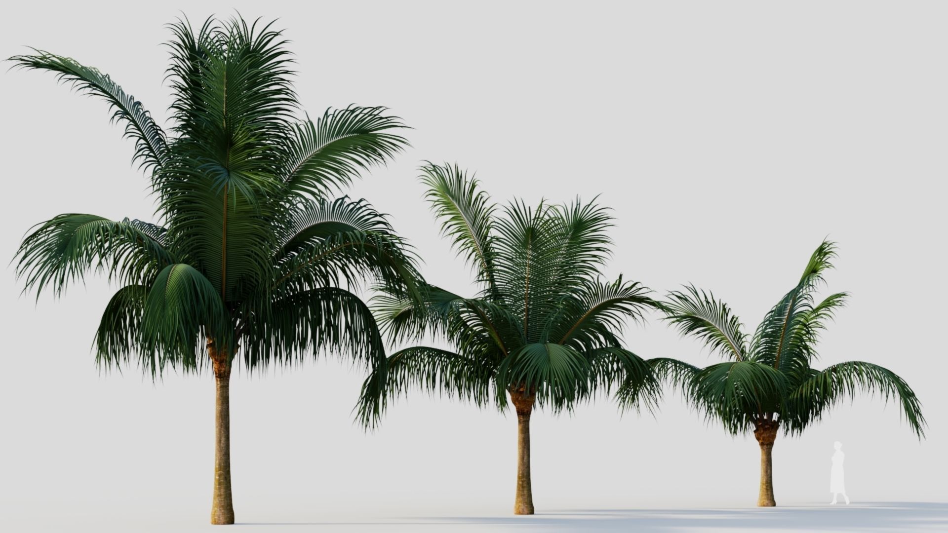 Beccariophoenix alfredii b 3D model_3