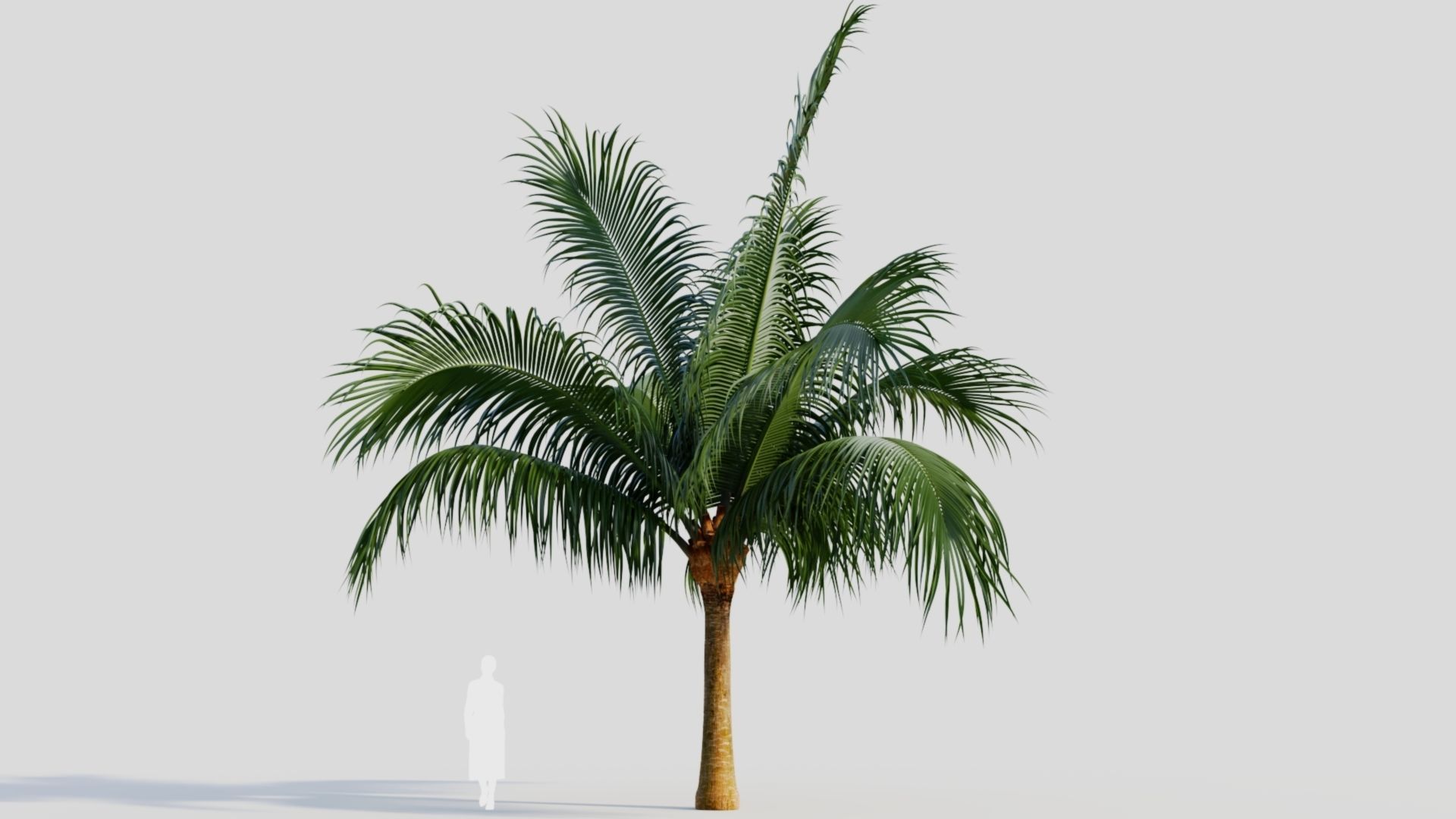 Beccariophoenix alfredii b 3D model_5