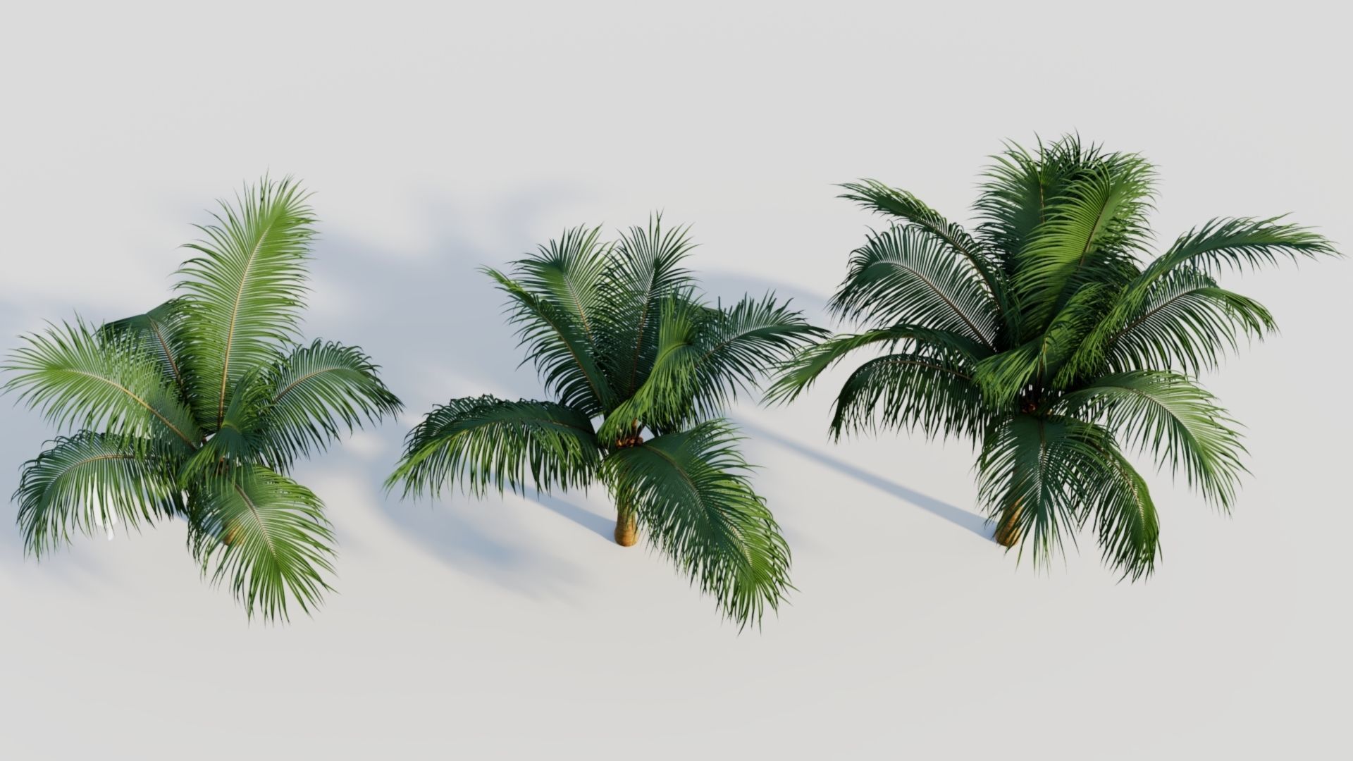 Beccariophoenix alfredii b 3D model_1