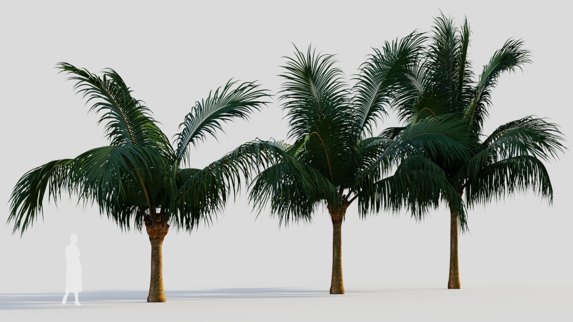 Beccariophoenix alfredii b 3D model_2