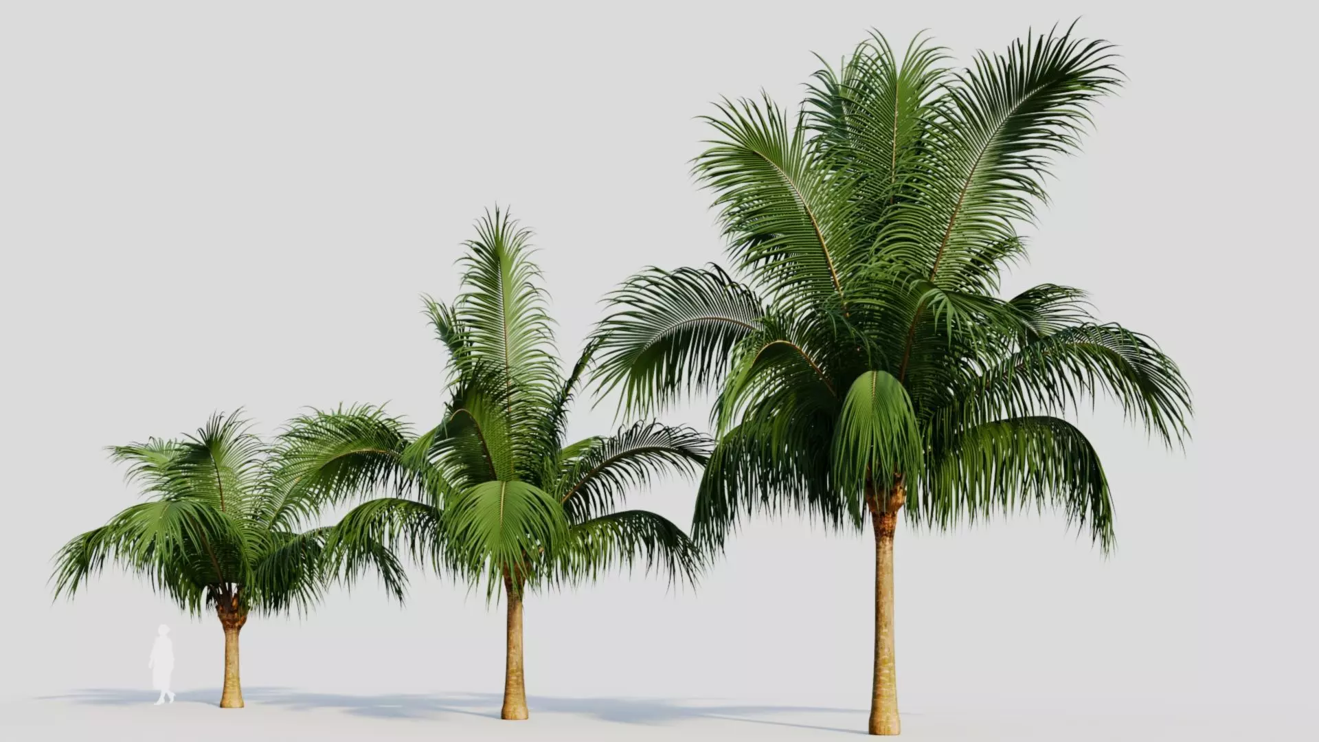 Beccariophoenix alfredii b 3D model_0