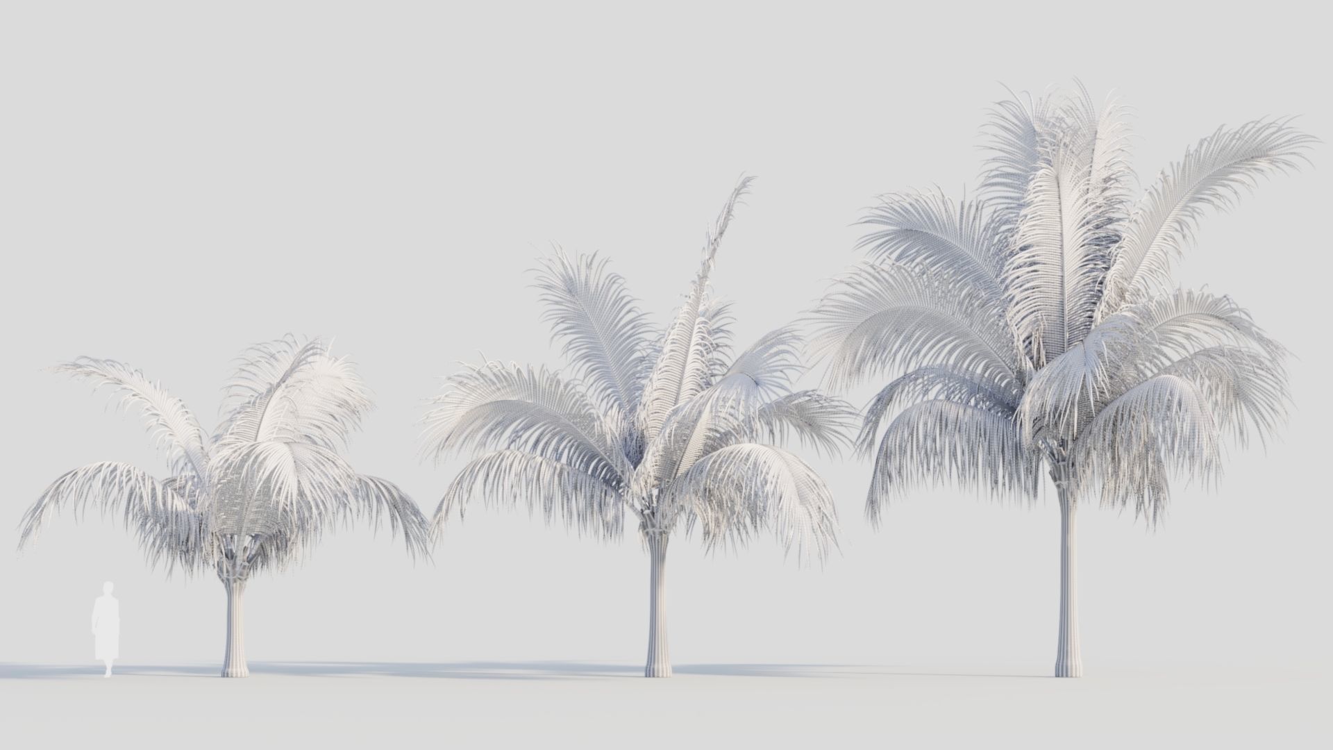 Beccariophoenix alfredii b 3D model_8