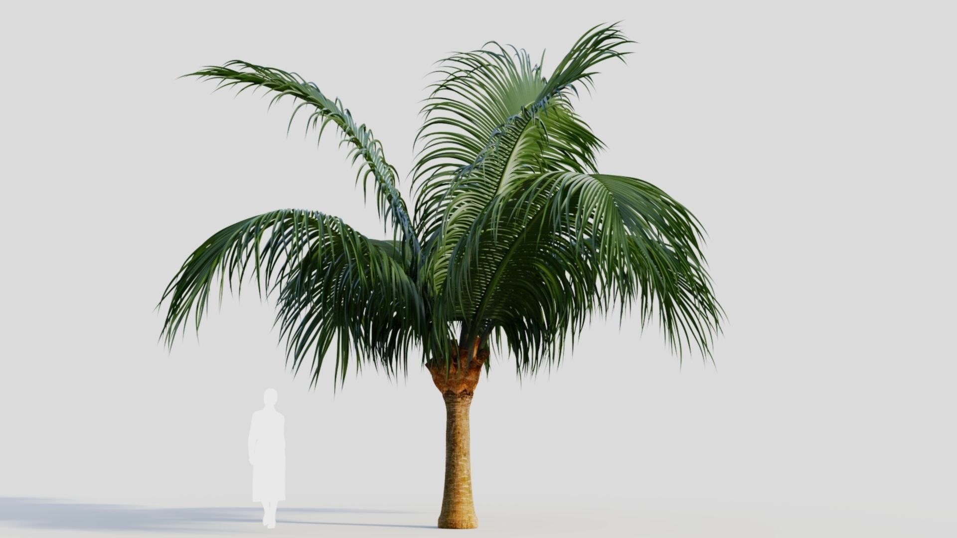 Beccariophoenix alfredii b 3D model_4