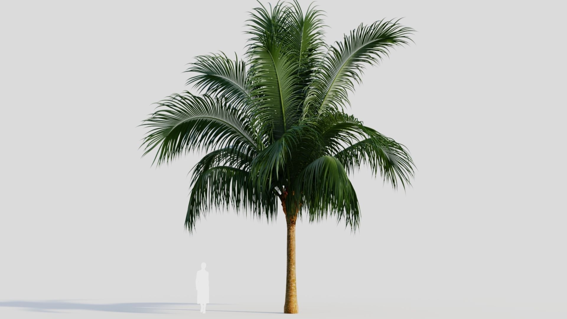 Beccariophoenix alfredii b 3D model_6