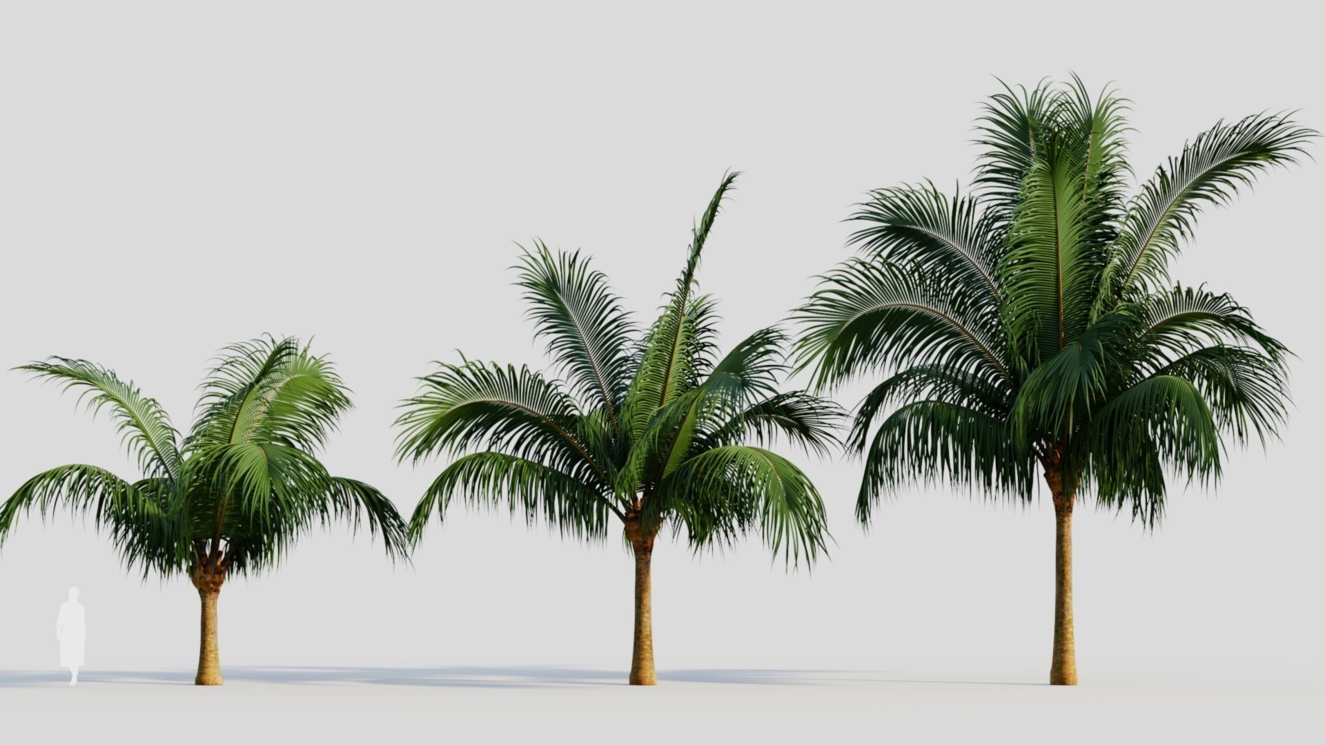 Beccariophoenix alfredii b 3D model_7