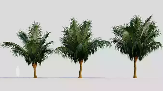 Beccariophoenix alfredii c