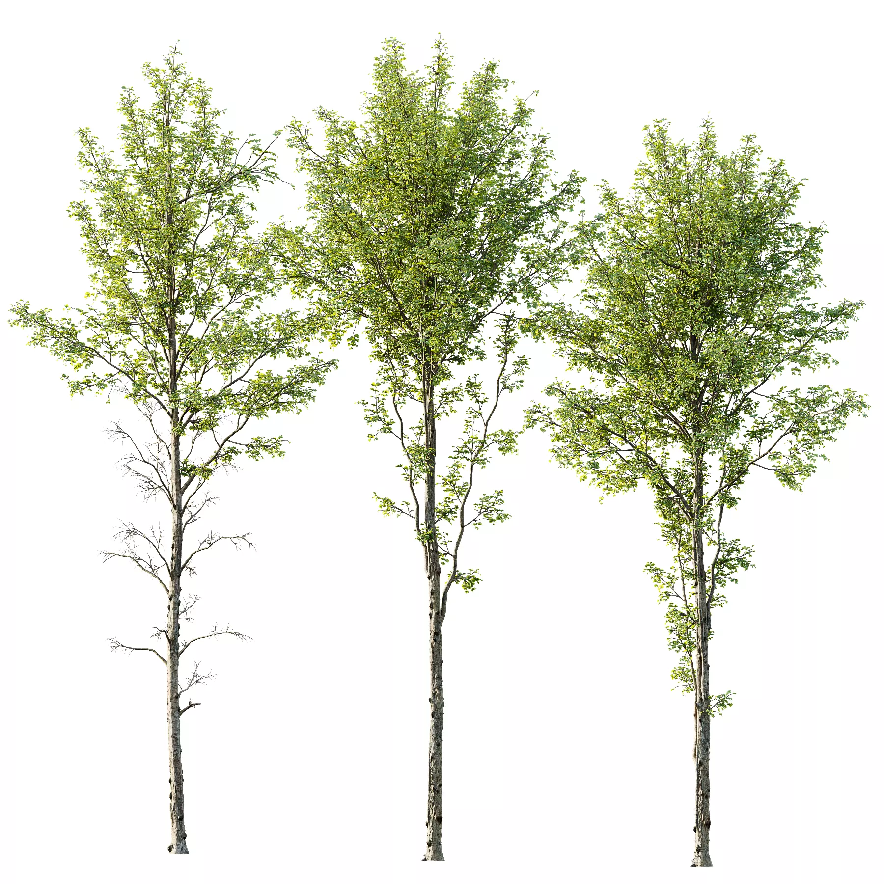 spring trees Alnus glutinosa 3D model