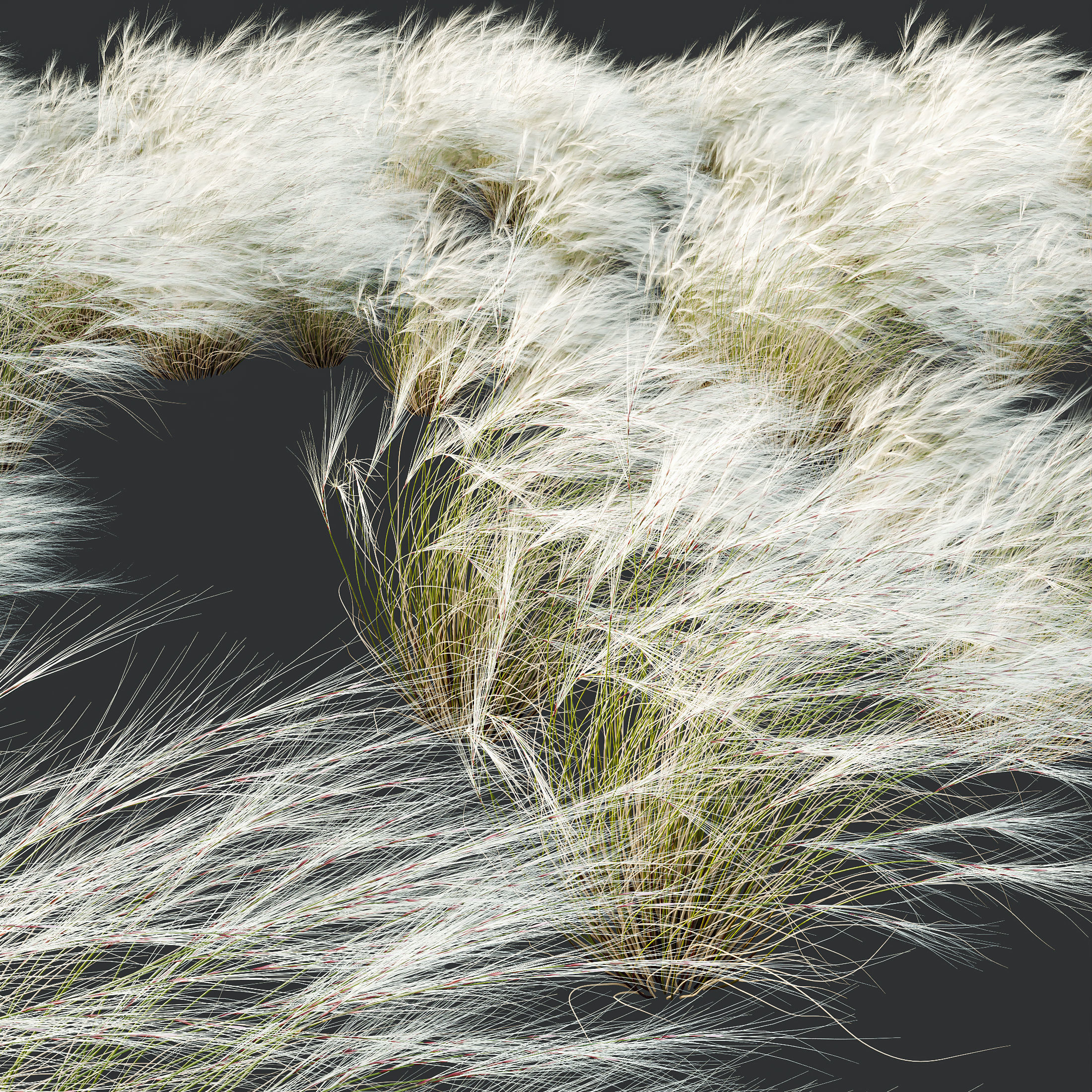 Stipa Tenuissima Ostnica Mocna Pony Tails Calamagrostis 3D model_8