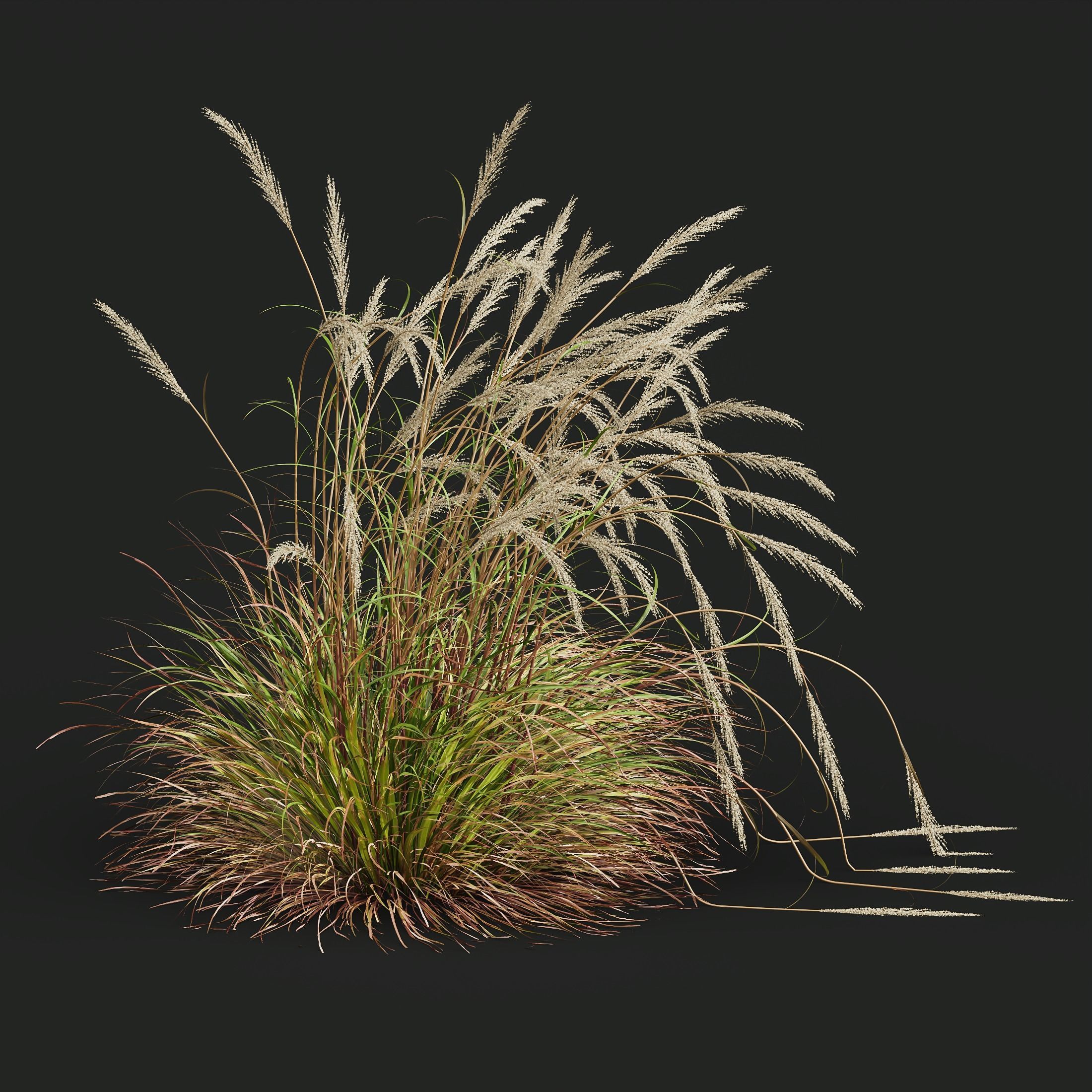 Stipa Tenuissima Ostnica Mocna Pony Tails Calamagrostis 3D model_5