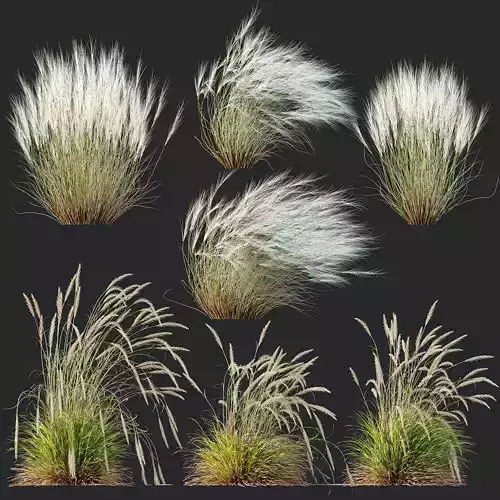 Stipa Tenuissima Ostnica Mocna Pony Tails Calamagrostis 3D model