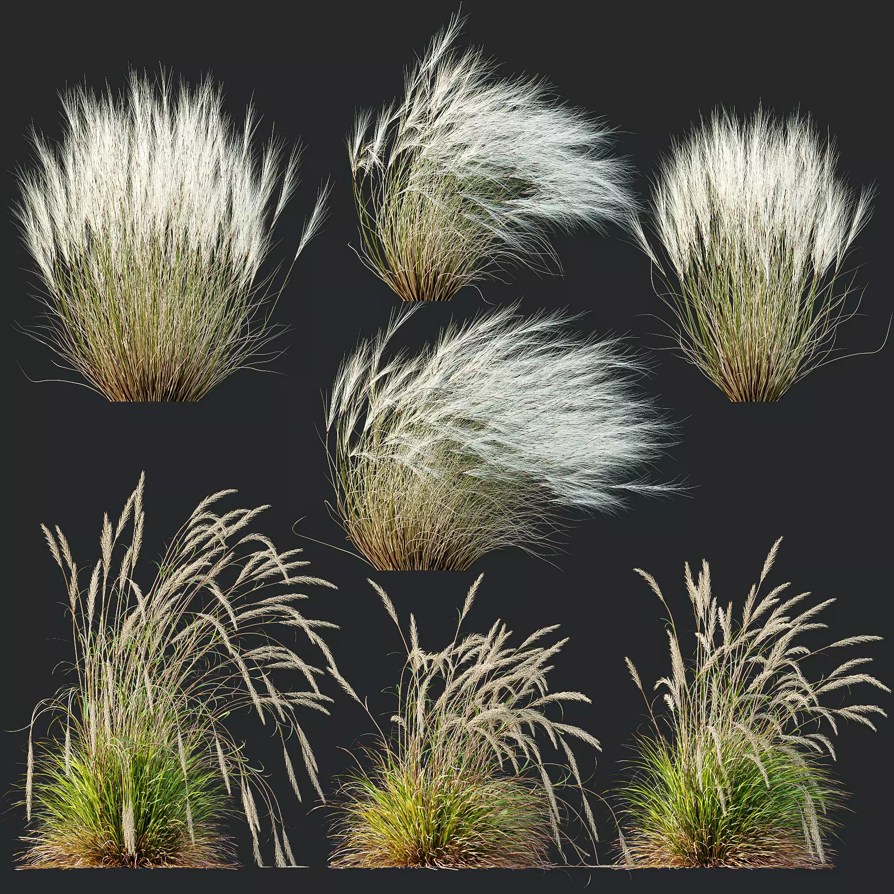 Stipa Tenuissima Ostnica Mocna Pony Tails Calamagrostis 3D model_0