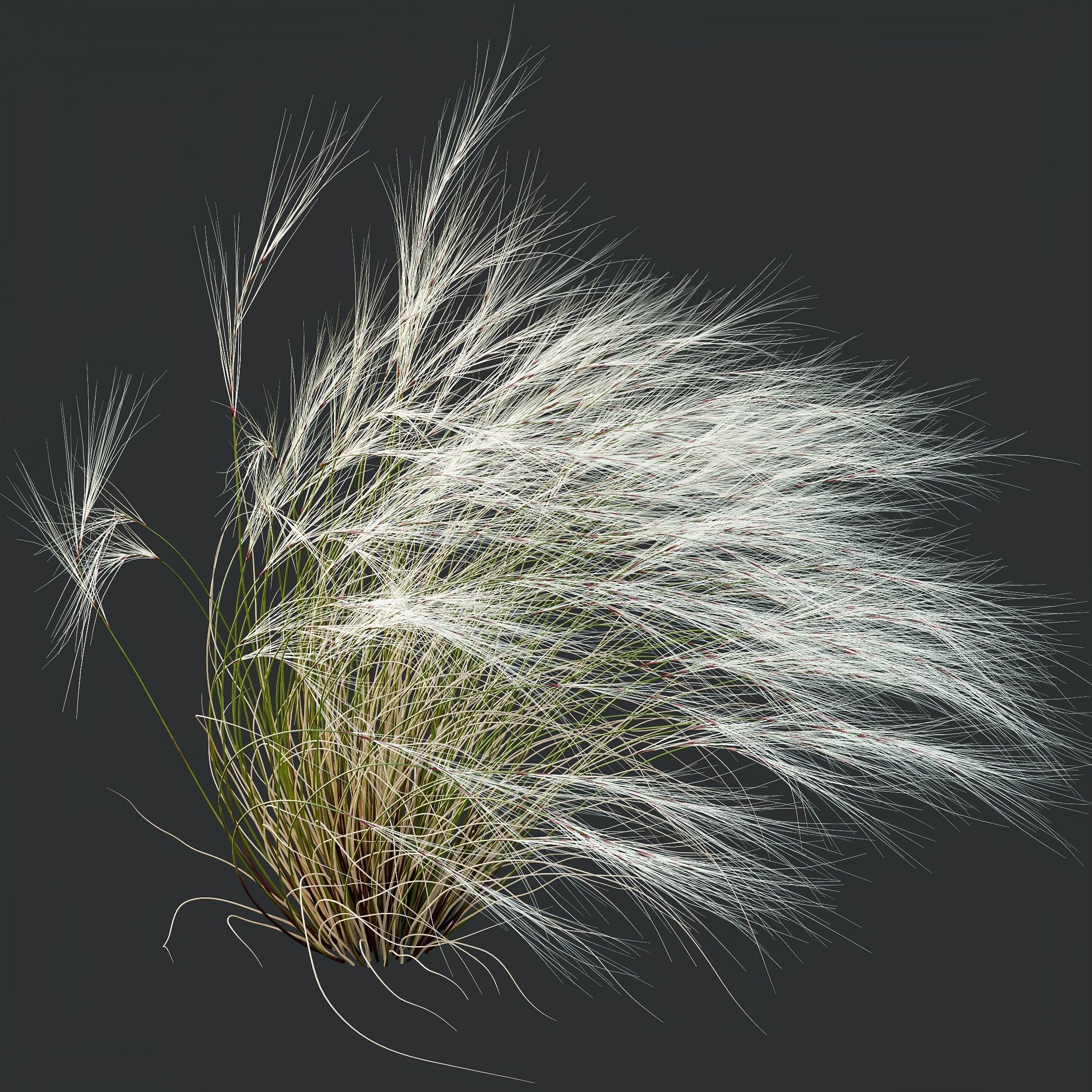 Stipa Tenuissima Ostnica Mocna Pony Tails Calamagrostis 3D model_6