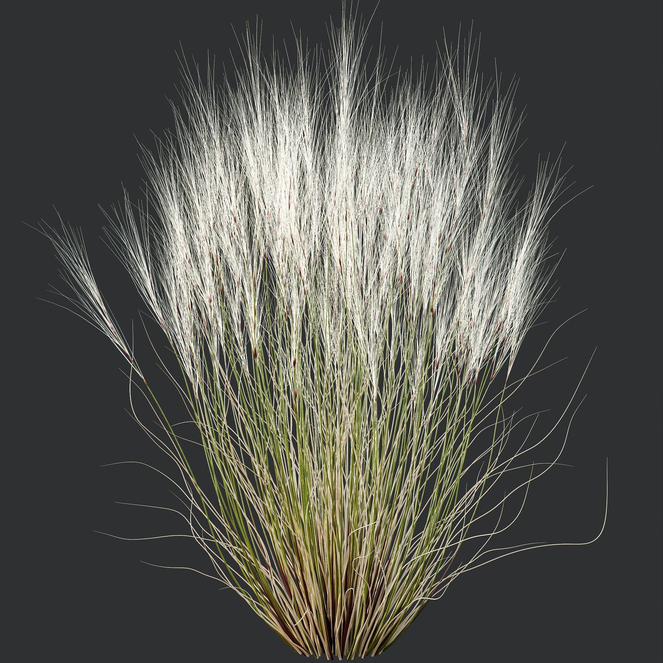 Stipa Tenuissima Ostnica Mocna Pony Tails Calamagrostis 3D model_7