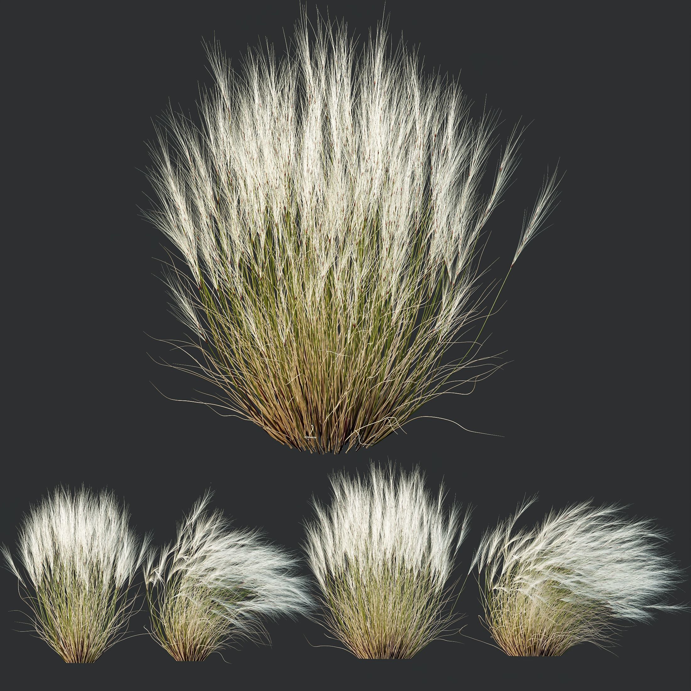 Stipa Tenuissima Ostnica Mocna Pony Tails Calamagrostis 3D model_3