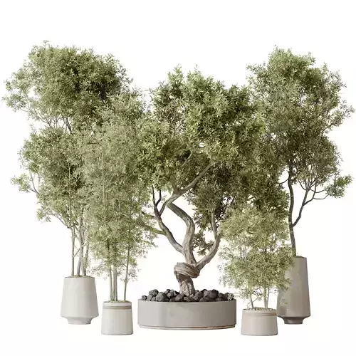 Indoor plant set 67 3D model
