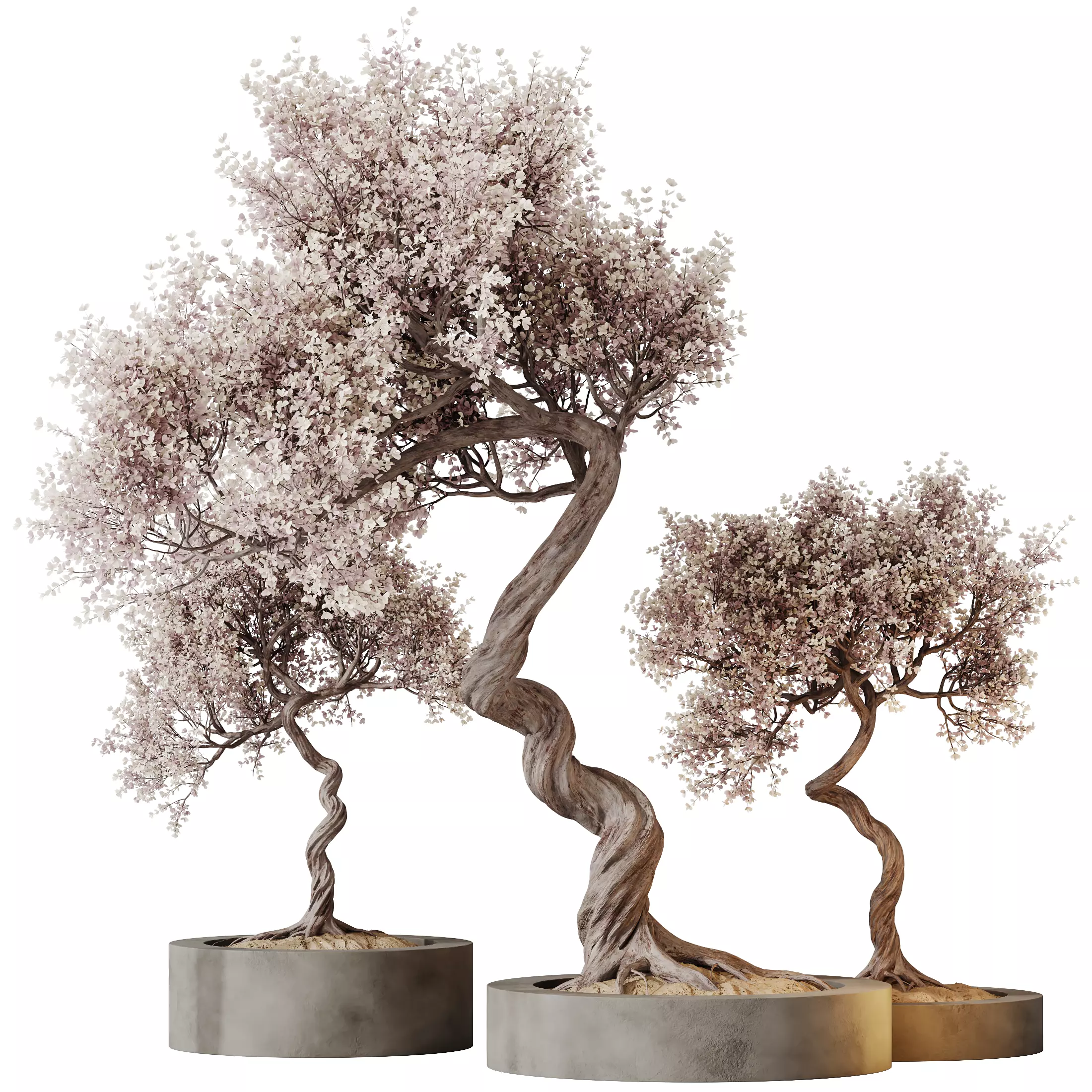 Kalamata Leccino Arbequina Wilsonii Chemlali Olive Set 31 3D model_0