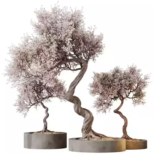 Kalamata Leccino Arbequina Wilsonii Chemlali Olive Set 31 3D model