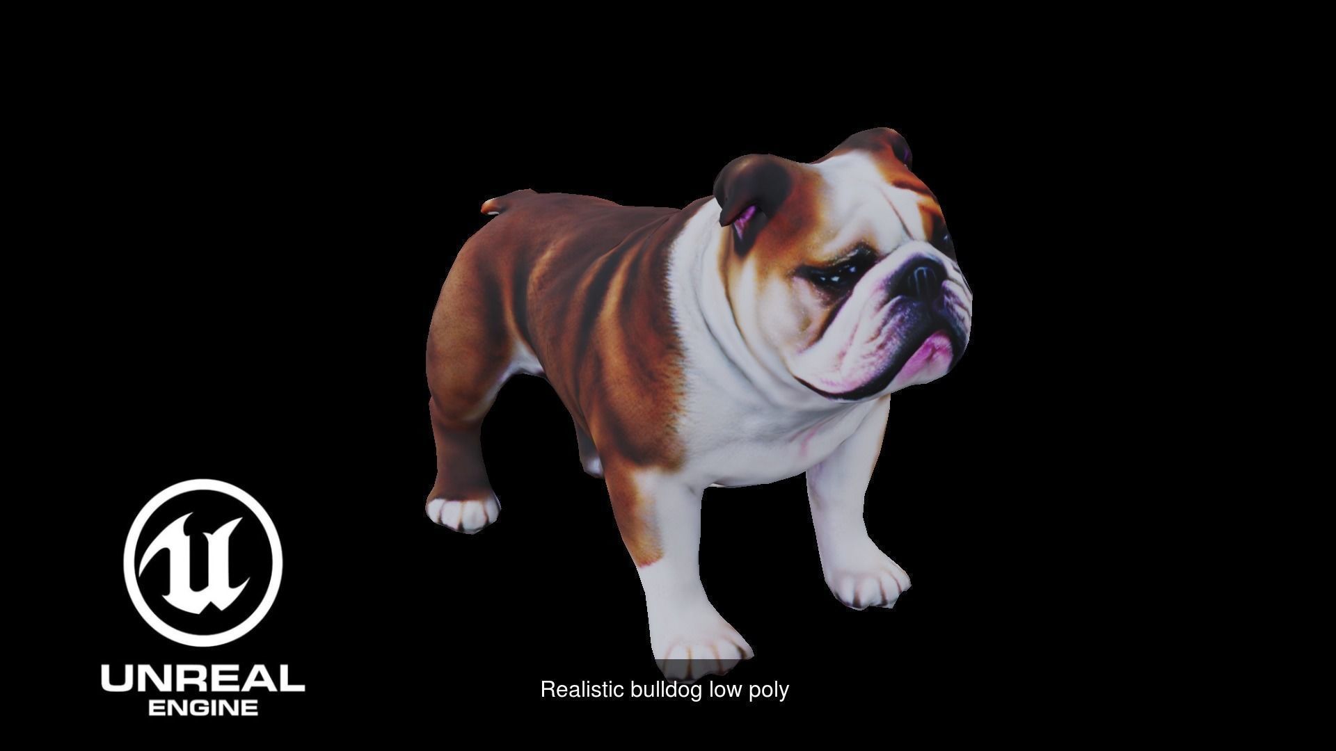 4 dog low poly 3D Model Collection_8