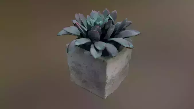 Small Potted Succulent 