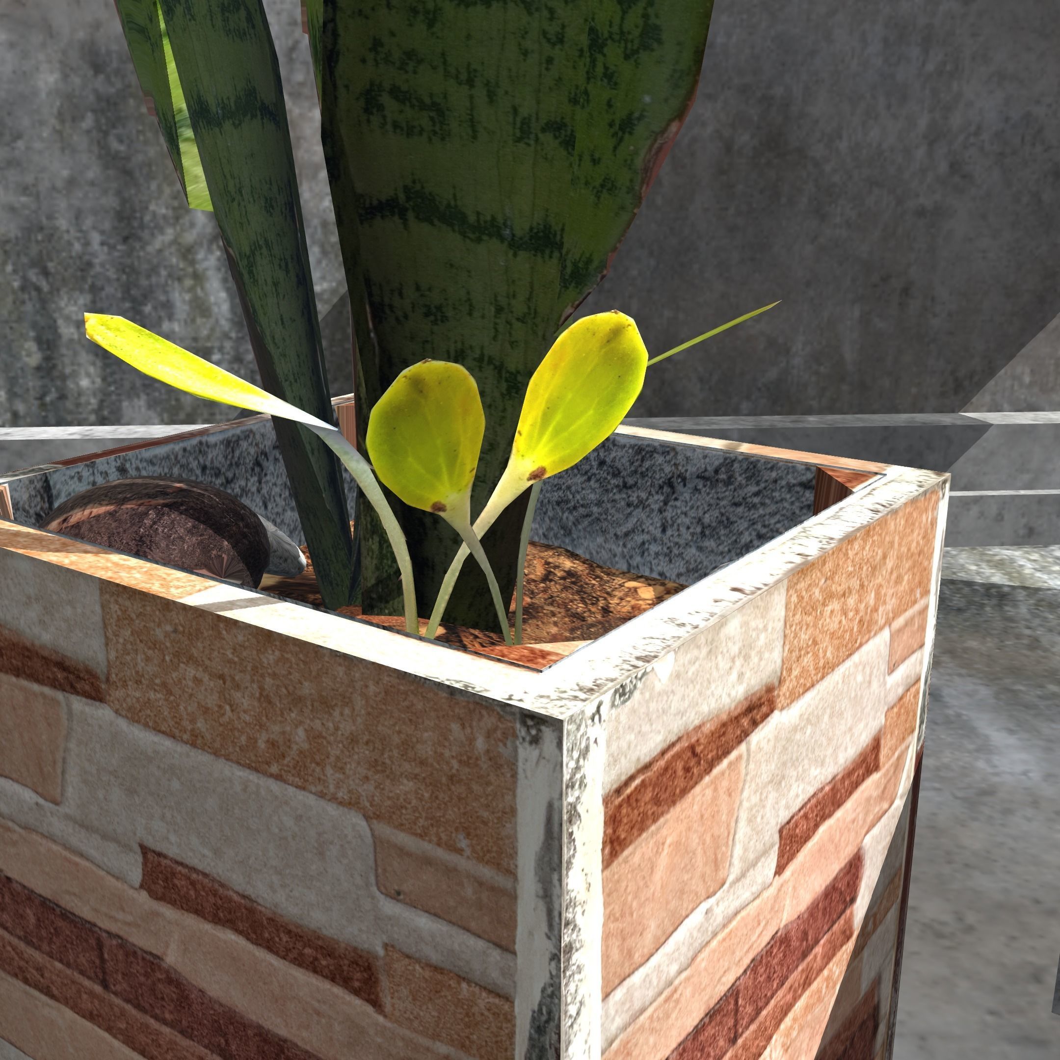 Snake plant Free low-poly 3D model_2
