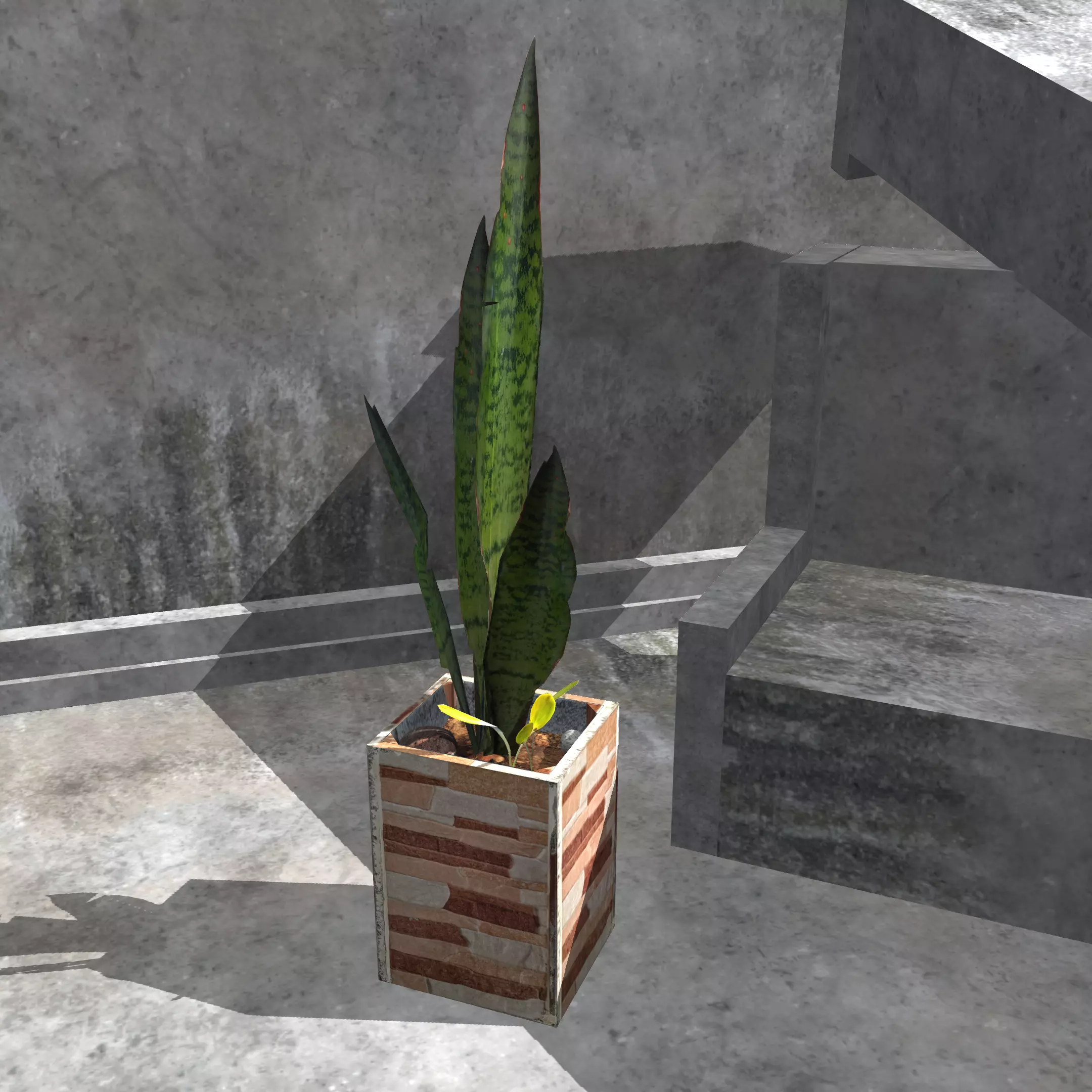 Snake plant Free low-poly 3D model_0