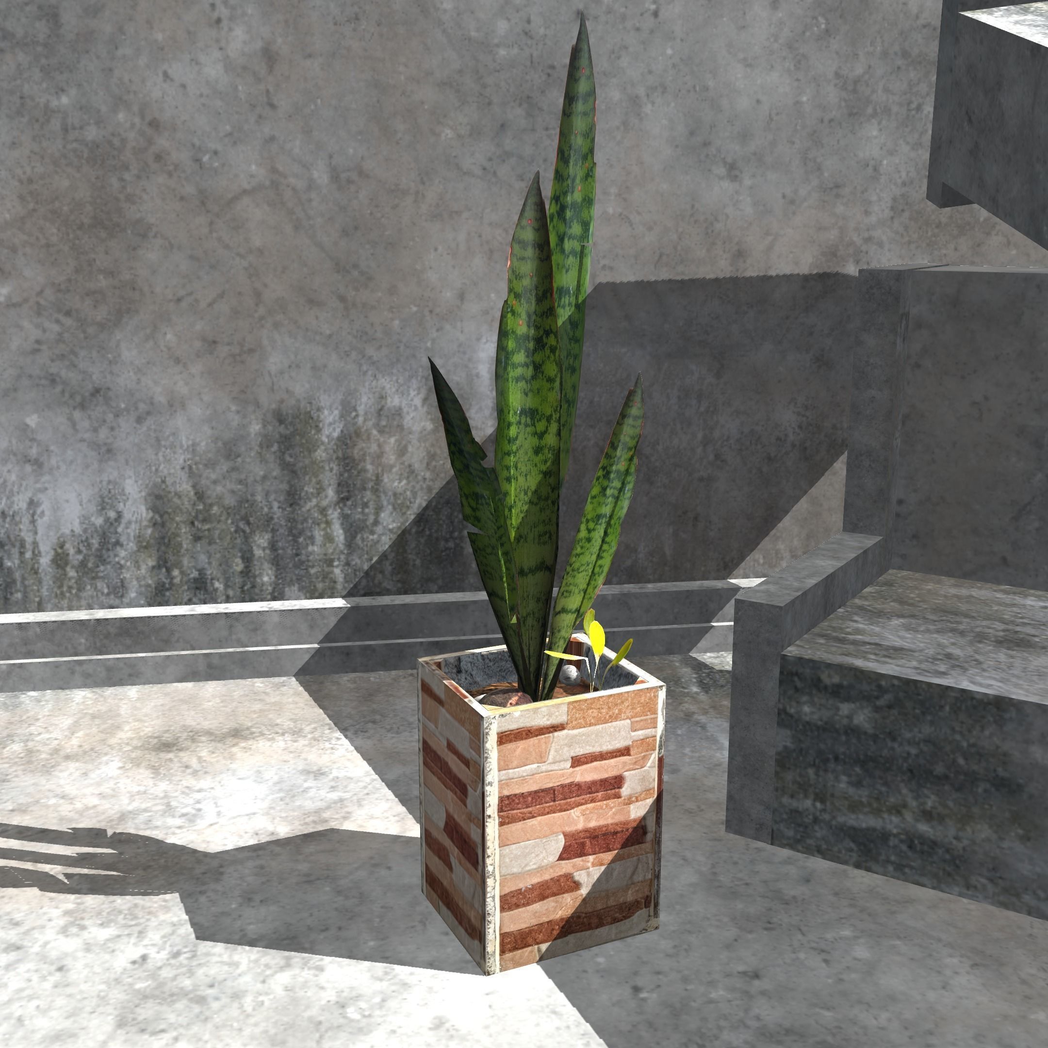 Snake plant Free low-poly 3D model_4
