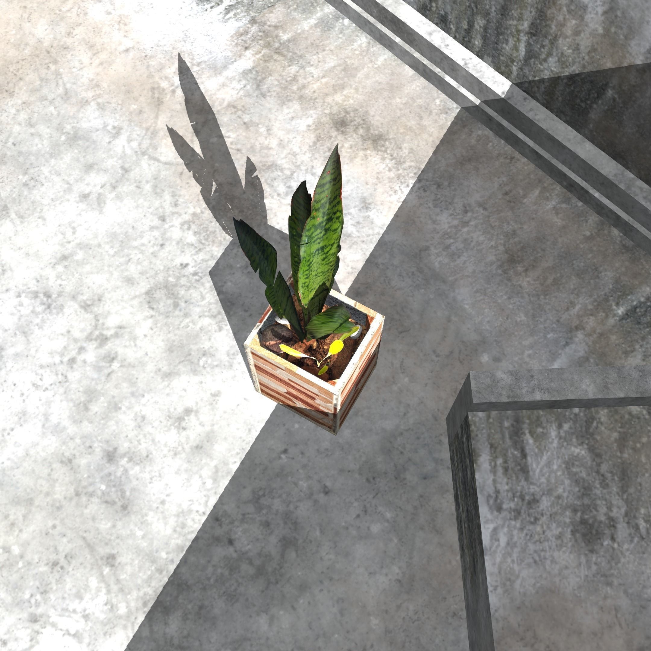 Snake plant Free low-poly 3D model_3