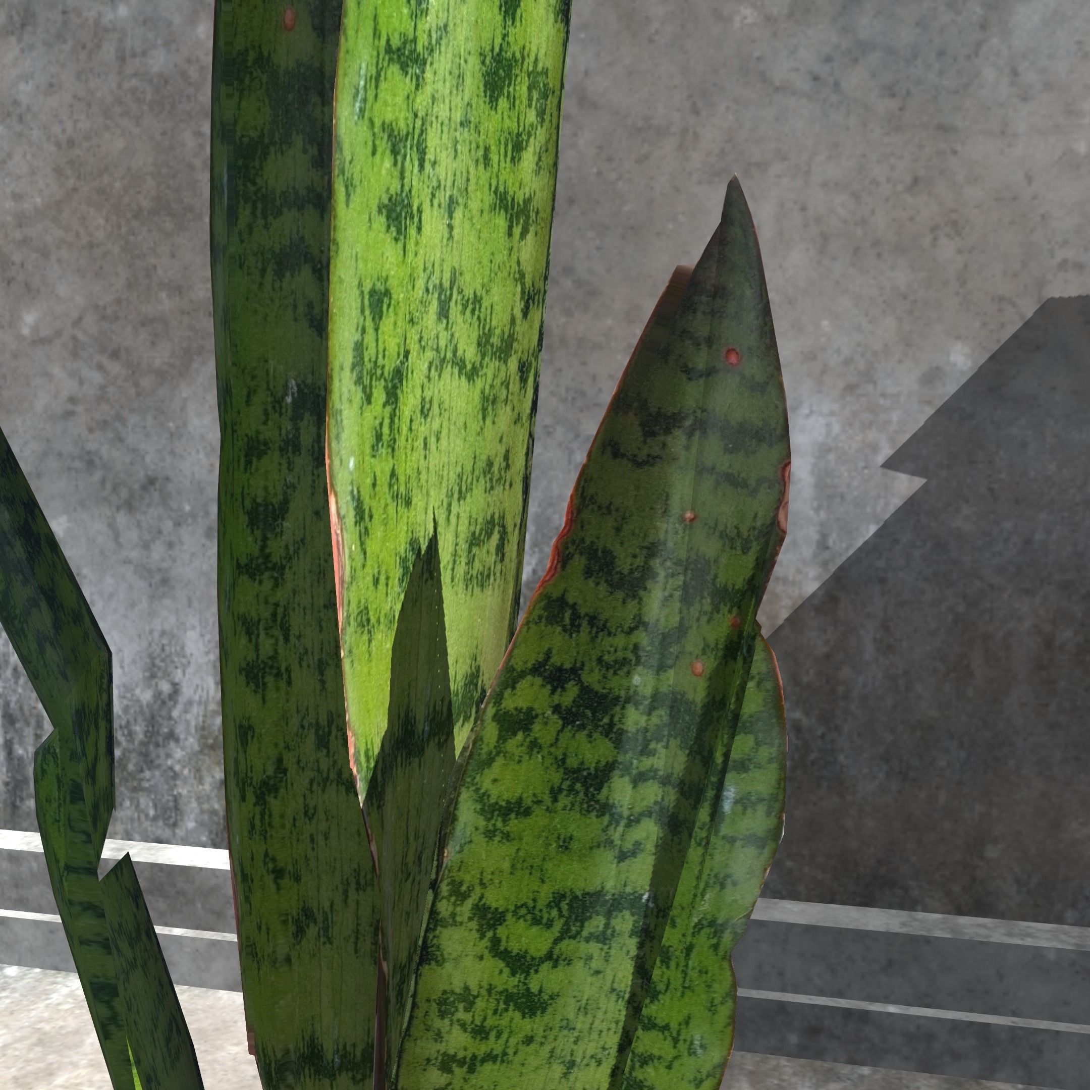 Snake plant Free low-poly 3D model_5