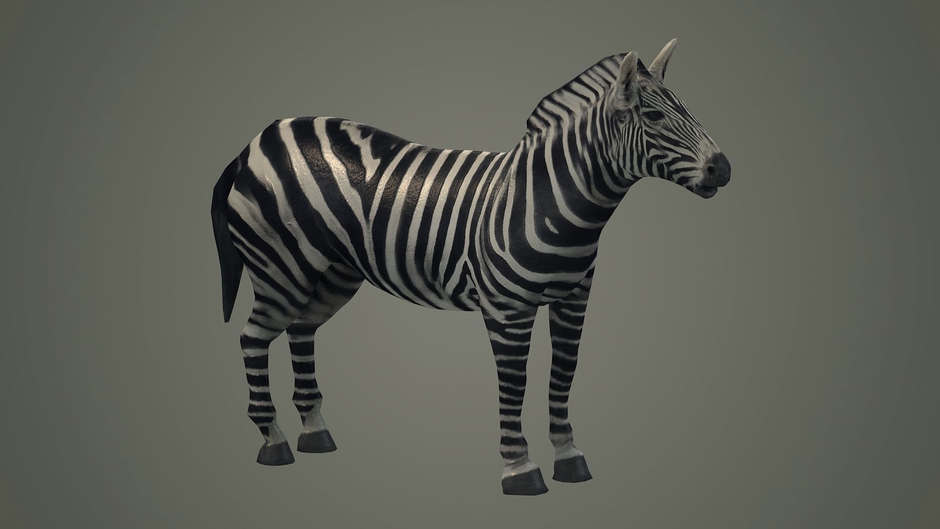 animals animal zebra horse land mammals plains mammal 3D model_2