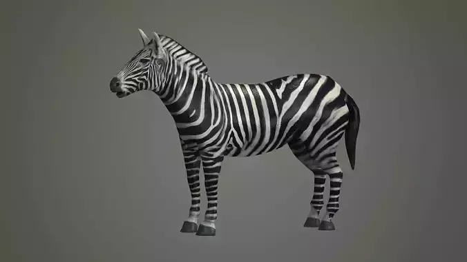 animals animal zebra horse land mammals plains mammal