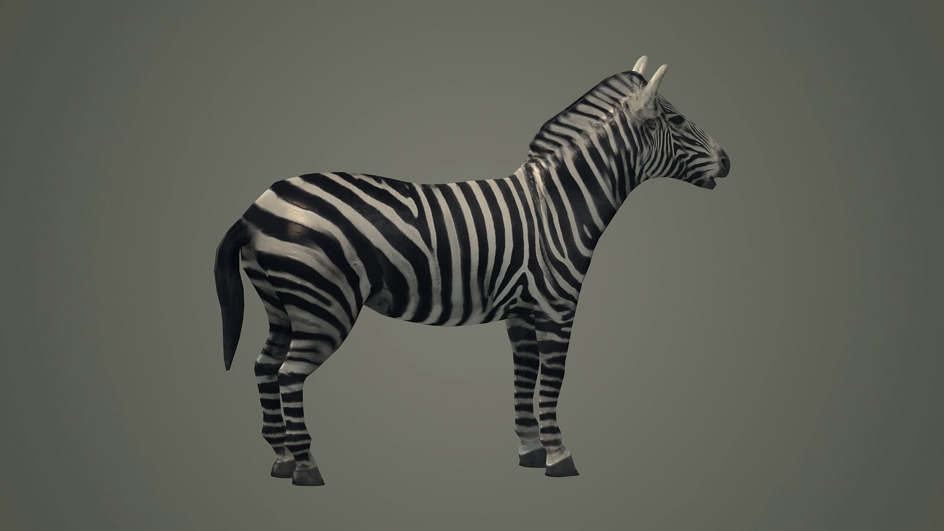 animals animal zebra horse land mammals plains mammal 3D model_4