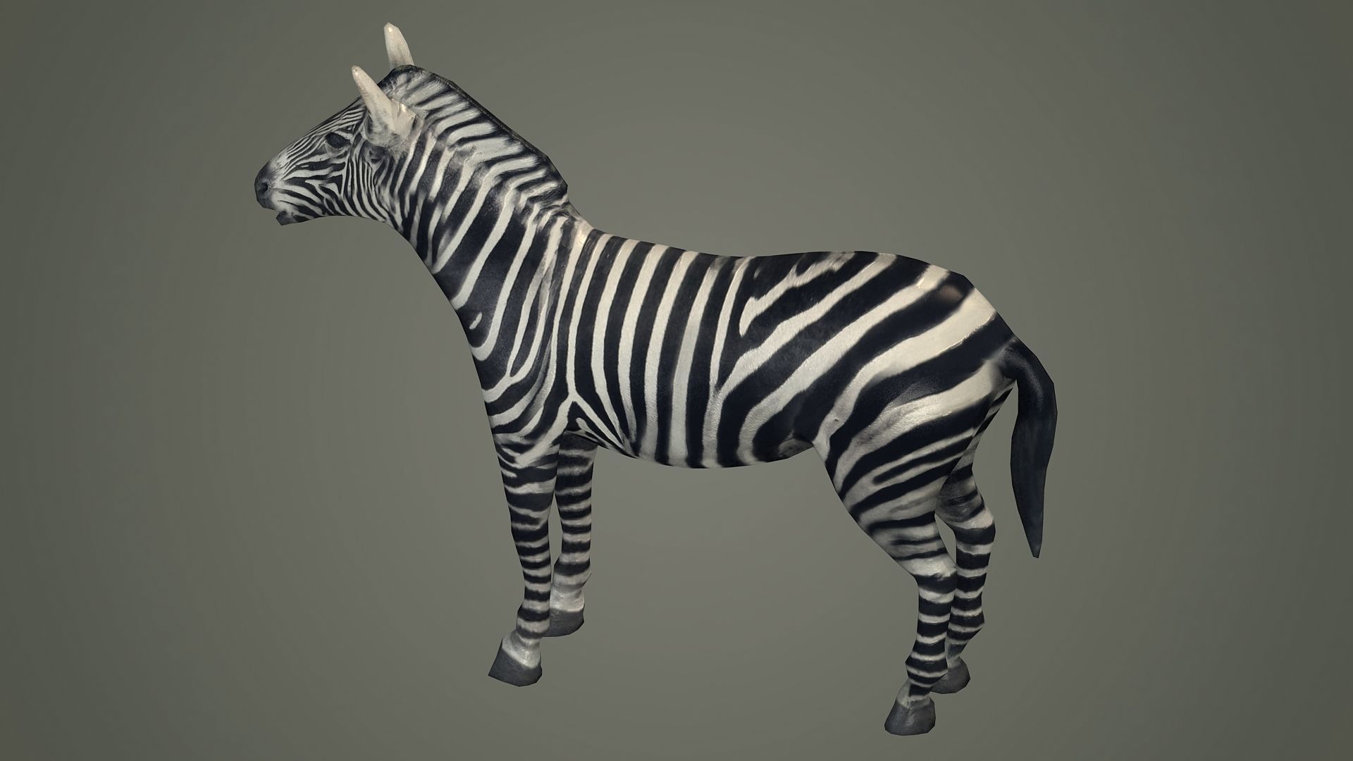 animals animal zebra horse land mammals plains mammal 3D model_3