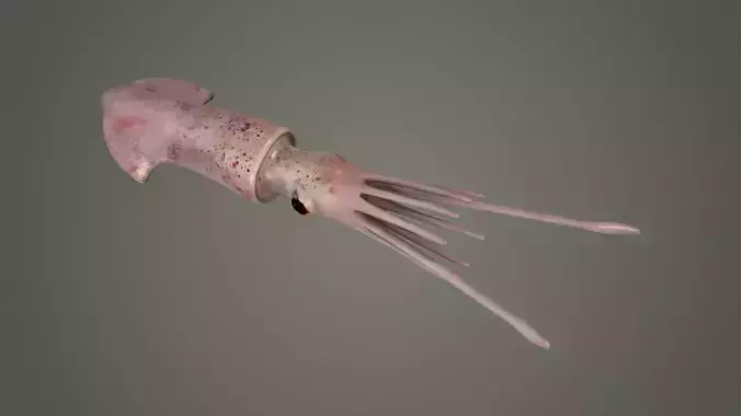 cuttlefish squid octopus cephlapod cephalopod fish  3D model