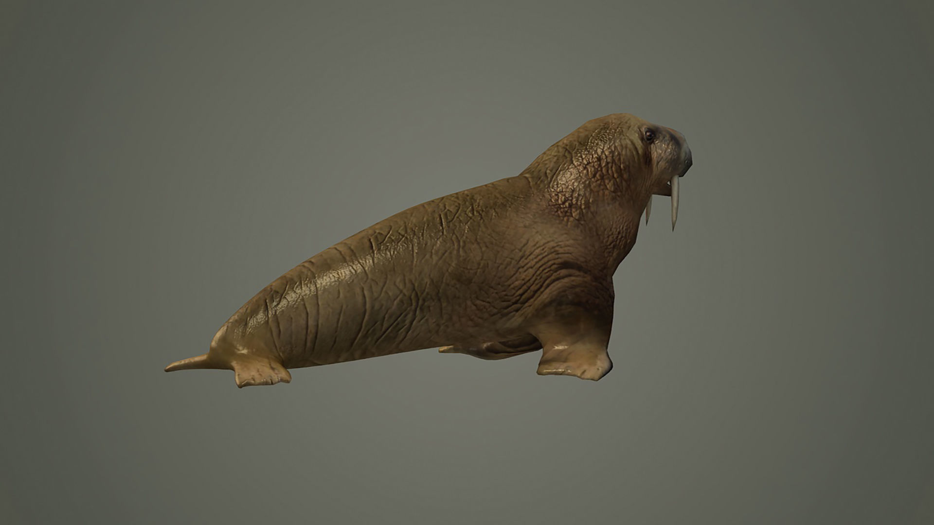 walrus large flippered marine mammal arctic ocean atlantic 3D model_4
